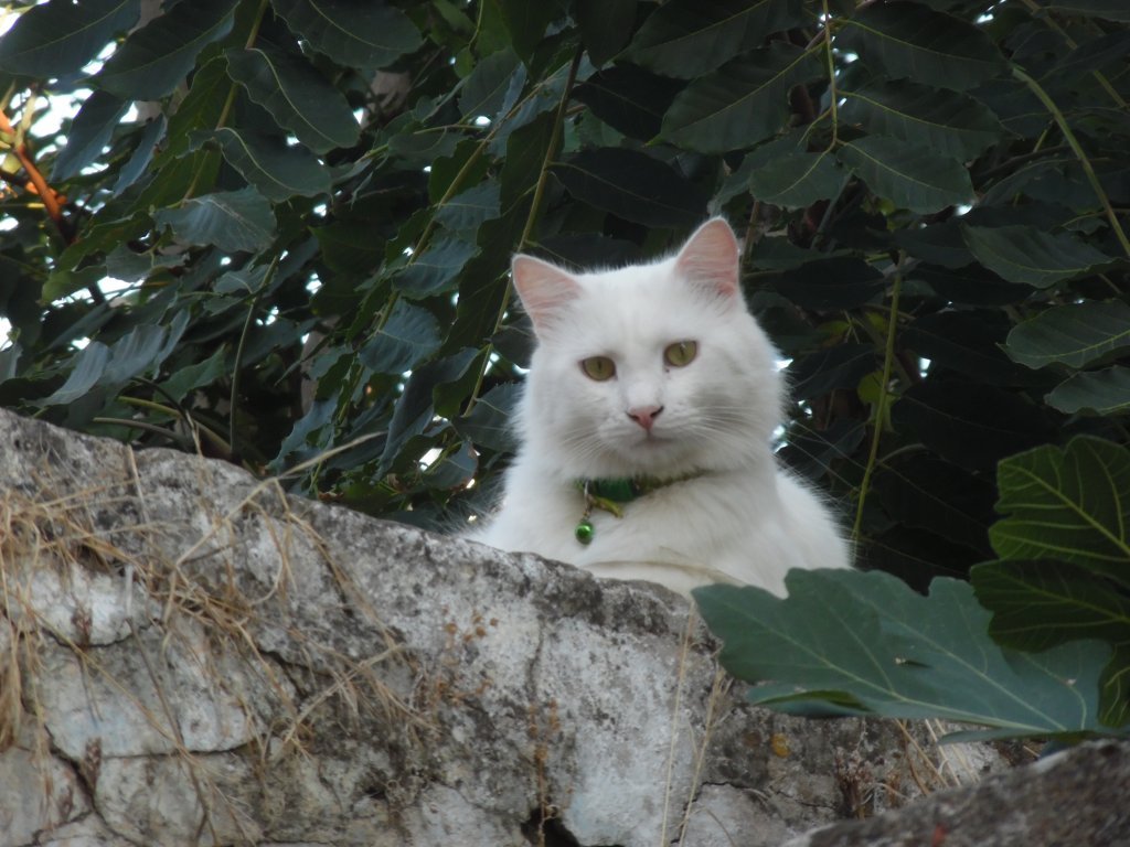 Οι γάτες αποτελούν αναπόσπαστο κομμάτι του οικισμού του Κάστρου - Φωτογραφία Στέλλα Κωστάλα
